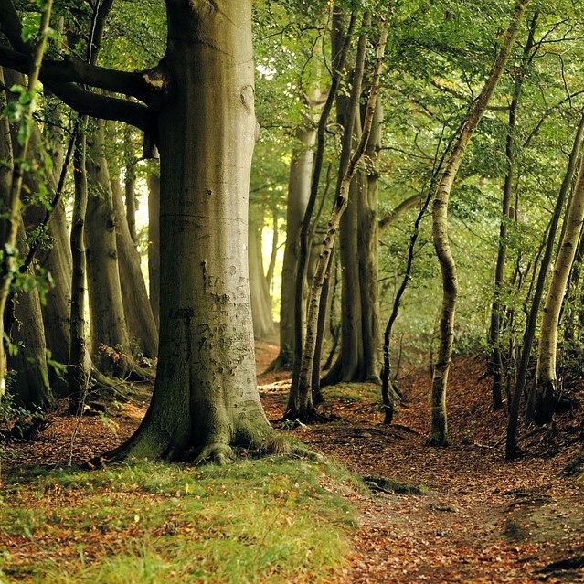 hotel lisboa oplevelser i bangsbo vandværksskoven