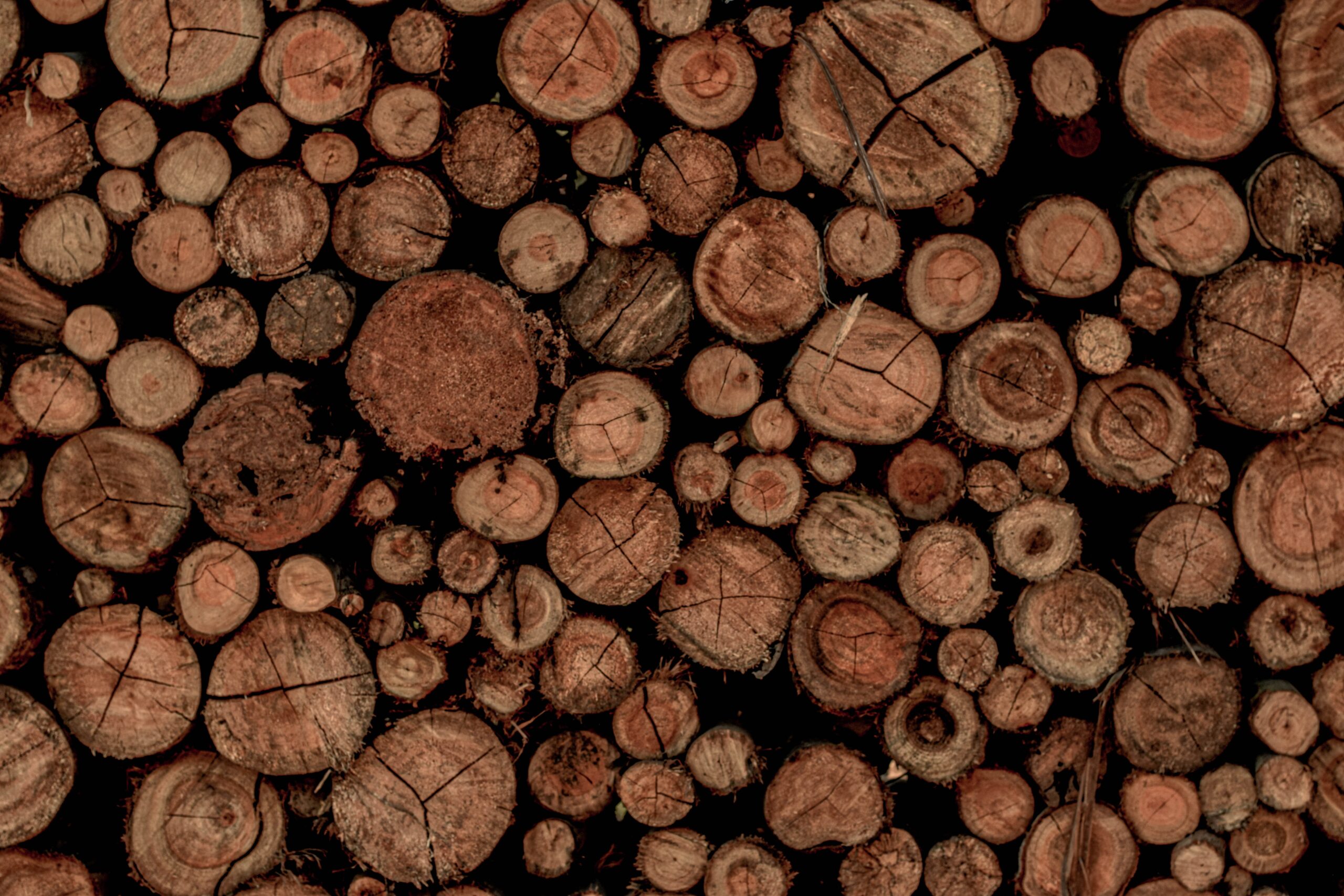 pexels-daiane-zapelini-schulz-9610645