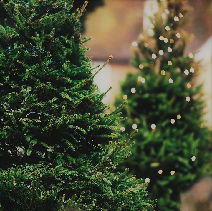 Juleophold hotel lisboa frederikshavn bangsbo få et juletræ med hjem